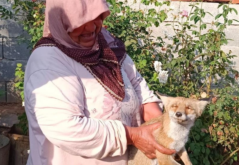 Yaralı tilkiyi 2 gün evinde besledi