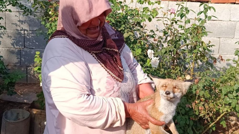 Yaralı tilkiyi 2 gün evinde besledi