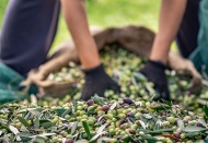 Siyah zeytin ihracatında Almanya, yeşil zeytinde Irak lider oldu