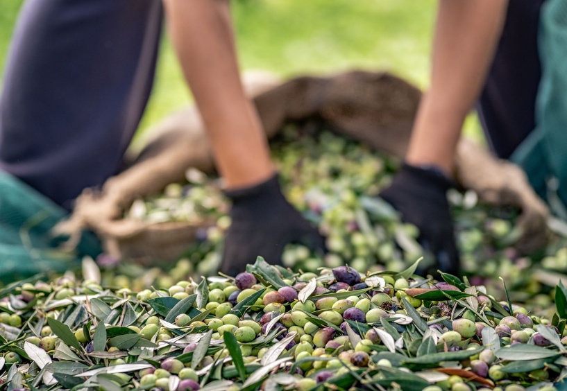 Siyah zeytin ihracatında Almanya, yeşil zeytinde Irak lider oldu