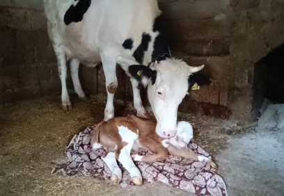 Hayvanlar, deprem stresinden sakat yavru doğuruyor