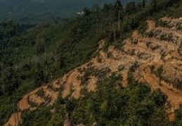 Doğa katliamı tam gaz devam ediyor