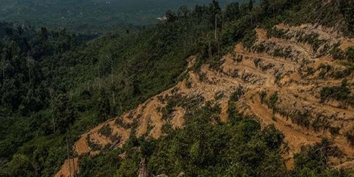 Doğa katliamı tam gaz devam ediyor