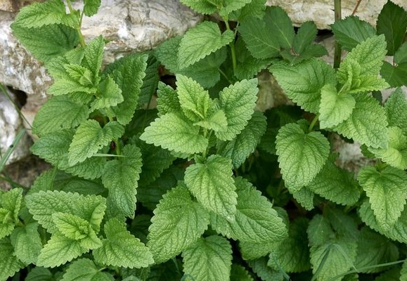 Şeker, Kalp ve tansiyon için, Limon Otu