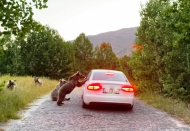 Nemrut'ta yol kesen ayılar sürücülerden yiyecek istiyor