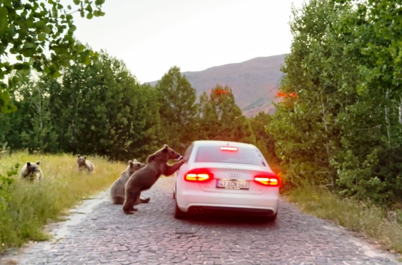 Nemrut'ta yol kesen ayılar sürücülerden yiyecek istiyor