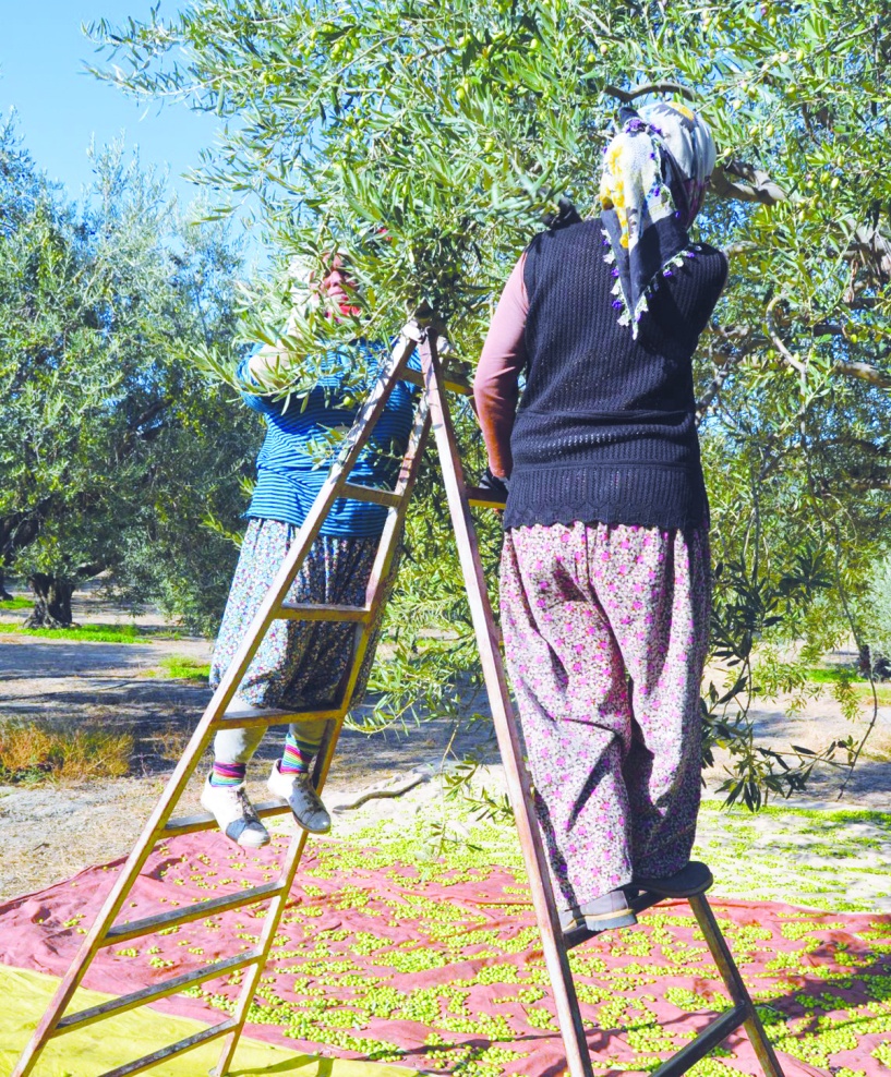 "İhracat yasağı da işe yaramadı"