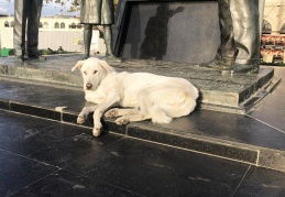 “Hayvanlar için Adalet” çağrısı yapıldı