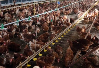 Beyaz et üretimi azalmaya devam ediyor