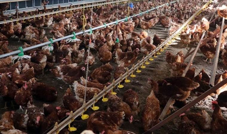 Beyaz et üretimi azalmaya devam ediyor