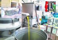 Zeytin rekoltesi yüzde 50 oranında geriledi