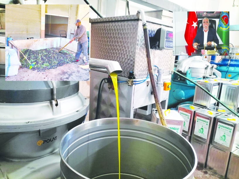 Zeytin rekoltesi yüzde 50 oranında geriledi