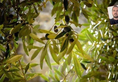 Zeytinyağı yemek de lüks olacak