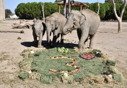 9 yaşındaki Deniz, Gabi’ye hayat arkadaşı olacak