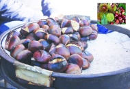 Kestane görücüye çıktı