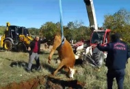 Obruğa düşen ineği itfaiye kurtardı