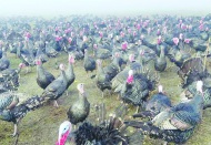 Hindinin kilosu 350 lirayı vurdu