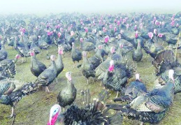 Hindinin kilosu 350 lirayı vurdu