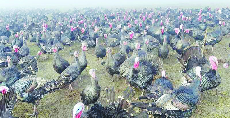 Hindinin kilosu 350 lirayı vurdu