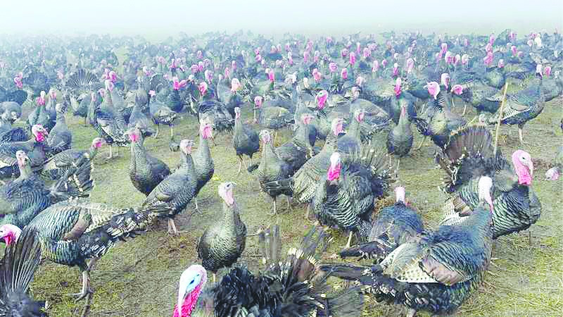 Hindinin kilosu 350 lirayı vurdu