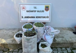 1 ton zeytin çalan 2 hırsız yakalandı