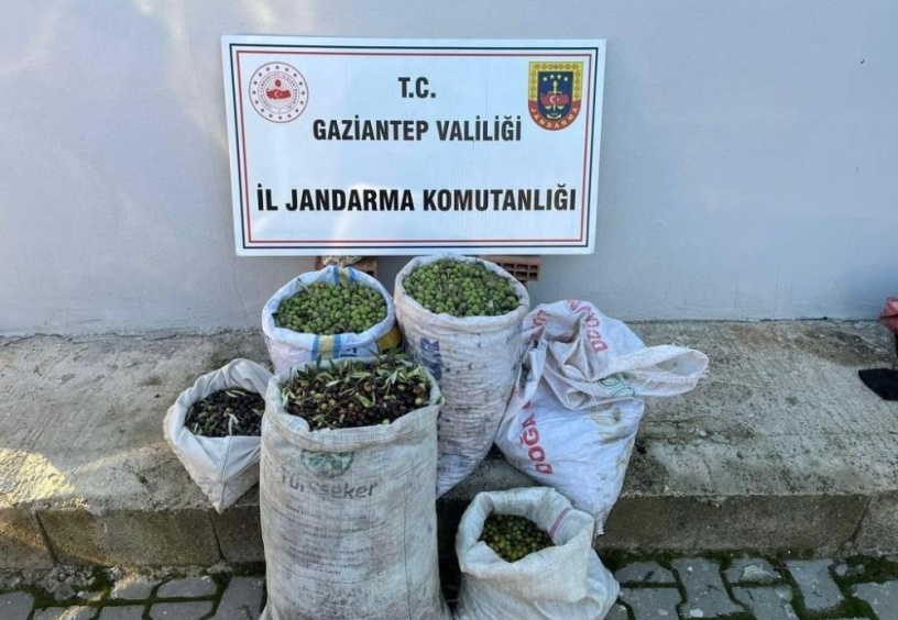 1 ton zeytin çalan 2 hırsız yakalandı