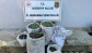 1 ton zeytin çalan 2 hırsız yakalandı