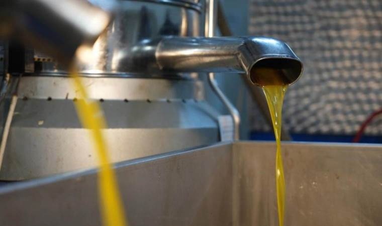 Kilis'te zeytin hasadı başladı, Rekolte düşük, verim yüksek! Litre fiyatı 220 TL