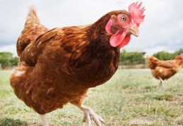 Tavuk ve hindi iyi pişirilmezse salmonella riski var