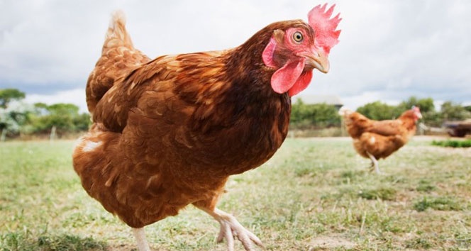 Tavuk ve hindi iyi pişirilmezse salmonella riski var