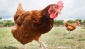 Tavuk ve hindi iyi pişirilmezse salmonella riski var
