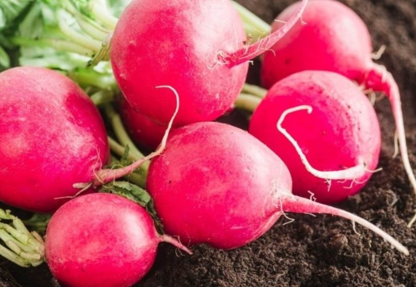 Turp, bir kanser savaşçısı