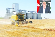 Zeytinde yüzde 50 rekolte kaybı yaşandı