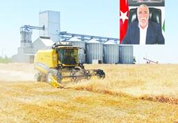 Zeytinde yüzde 50 rekolte kaybı yaşandı