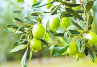 Bazı şehirlerde zeytin verimi, 50 yıl önceki seviyelere geriledi