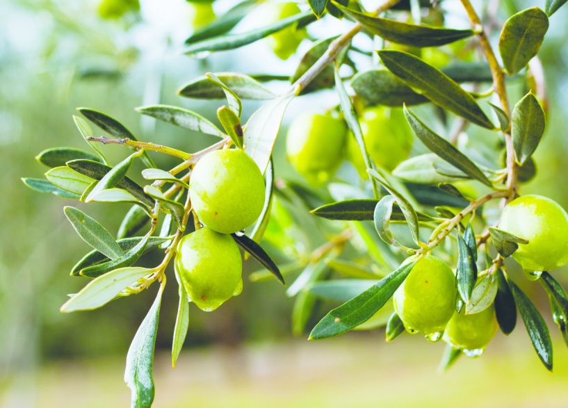 Bazı şehirlerde zeytin verimi, 50 yıl önceki seviyelere geriledi