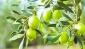 Bazı şehirlerde zeytin verimi, 50 yıl önceki seviyelere geriledi