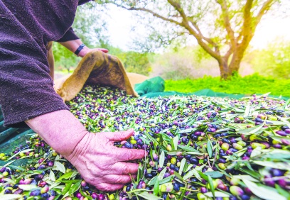 Antep’te zeytin verimi, 50 yıl önceki seviyelere geriledi