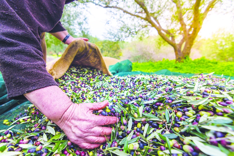 Antep’te zeytin verimi, 50 yıl önceki seviyelere geriledi