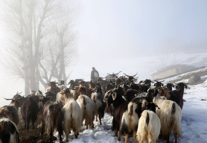Hayvancılığın gidişatı da kötü, et ve süte ulaşım daha da zorlaşabilir