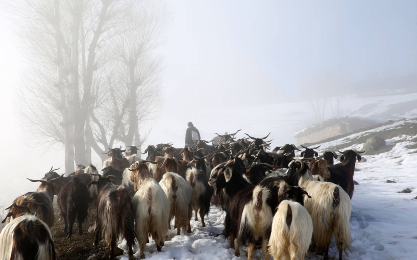 Hayvancılığın gidişatı da kötü, et ve süte ulaşım daha da zorlaşabilir