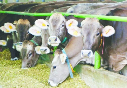 600 bin baş besilik sığır ithal edilecek