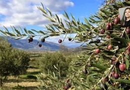 Zeytinliklere kıyacaklar!