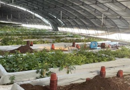 Çinli araştırmacılar Uzaydan getirilen patates tohumlarını yetiştirecek