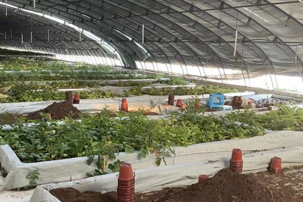 Çinli araştırmacılar Uzaydan getirilen patates tohumlarını yetiştirecek
