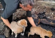 Bunlar insan olamaz!