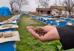 Bahar aylarında toplu arı ölümleri bekleniyor