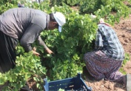160 bin dekar alanda Kilis Horozkarası üretiliyor