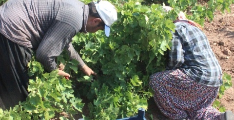 160 bin dekar alanda Kilis Horozkarası üretiliyor