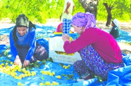 Tarımda çalışan kadınların oranı yüzde 48,8’den yüzde 18,3’e geriledi